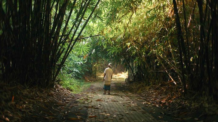 Cinematic color grading before and after using jungle honey finishing LUT by visual tone