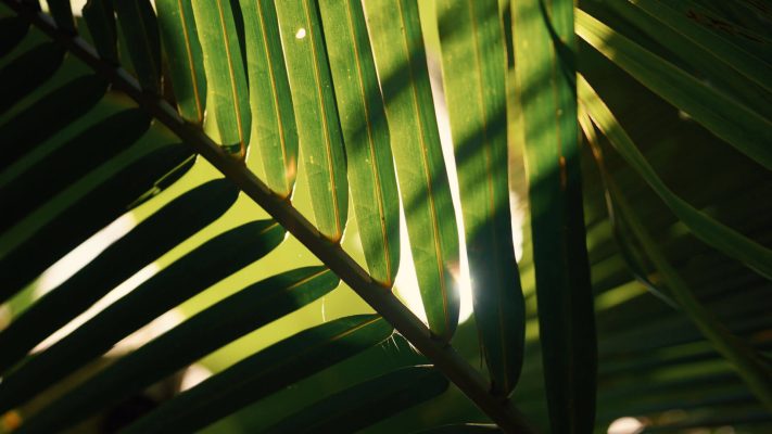 Cinematic color grading before and after using jungle honey finishing LUT by visual tone