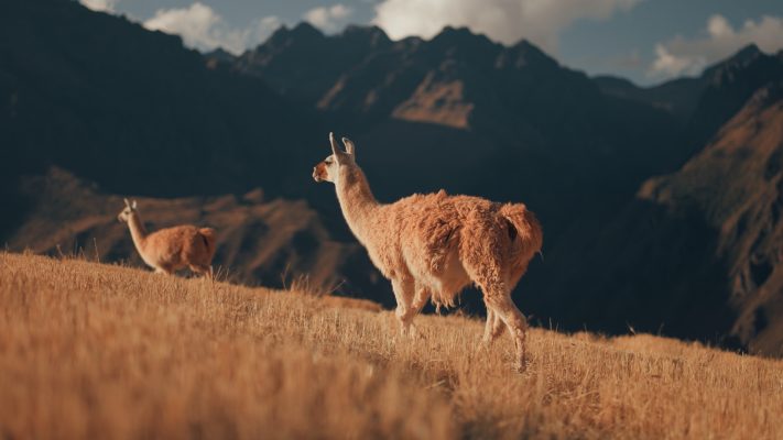 Cinematic color grading before and after using Afterglow | Andean Dust finishing LUT by visual tone