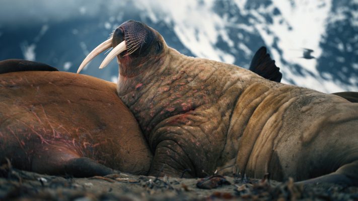 walrus Nordic Frost